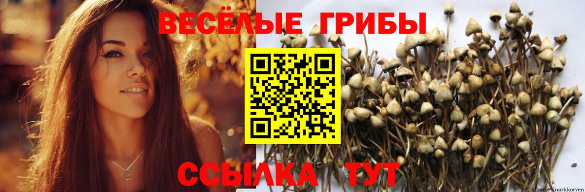 Псилоцибиновые грибы Psilocybine cubensis  Вход с VPN  Семилуки 